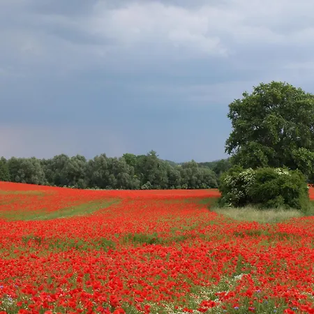 Ole's Nest * Angermunde