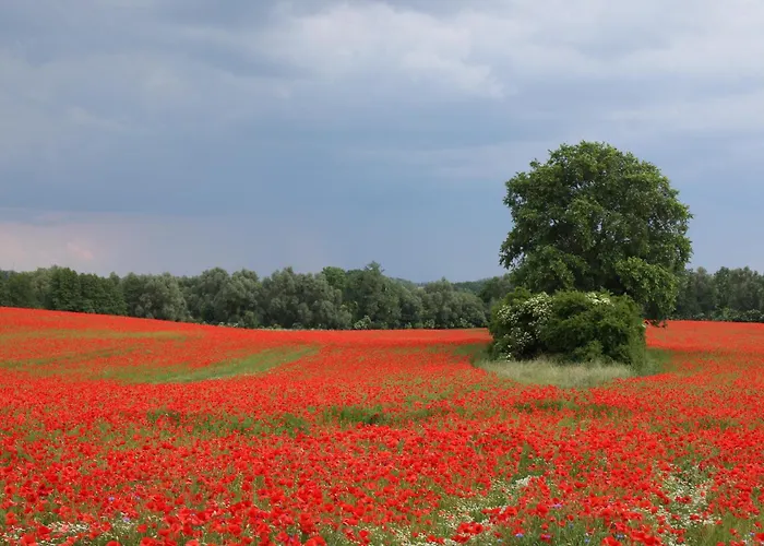 Ole's Nest * Angermunde